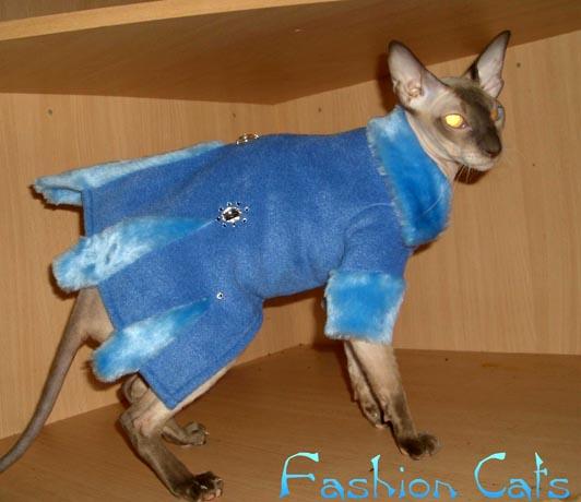 Одежда для лысых кошек. Прикольные фото