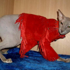 Одежда для лысых кошек. Прикольные фото