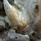 Детёныш носорога