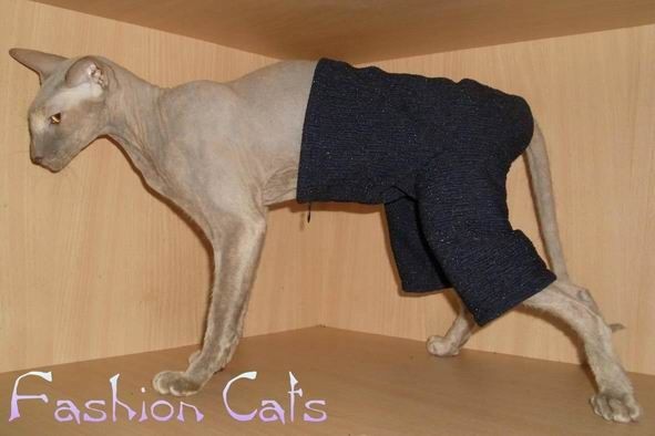 Одежда для лысых кошек