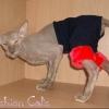 Одежда для лысых кошек