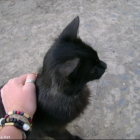 чорний котик