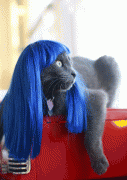 Парики для кошек Kitty Wigs