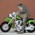 Лягушка-мотоциклист из Тайланда