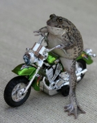 Лягушка-мотоциклист из Тайланда