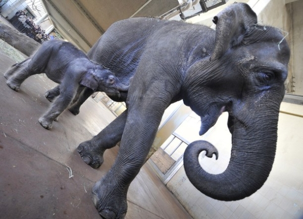 Первые шаги слоненка Ko Raya