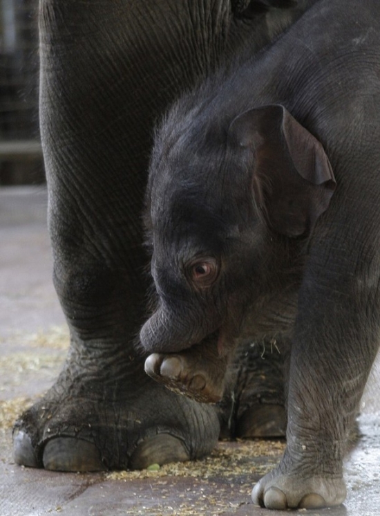Первые шаги слоненка Ko Raya