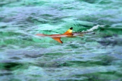 ночная рифовая акула (Мальгашская чернопёрая)