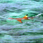 ночная рифовая акула (Мальгашская чернопёрая)