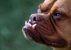 Конкурс на звание самой уродливой собаки в мире