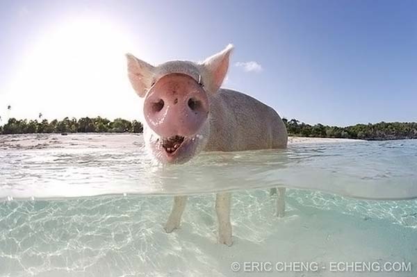 Как отдыхают багамские свинки