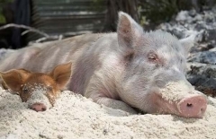 Как отдыхают багамские свинки
