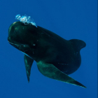 Улыбающиеся киты
