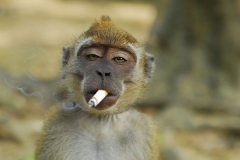 Курящие обезьяны