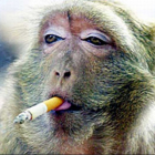 Курящие обезьяны