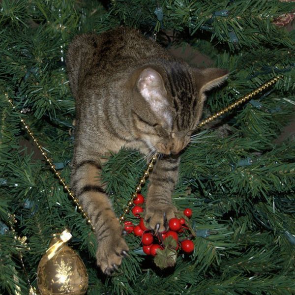 Коты любят новогодние елки