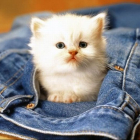 Котята в карманах