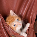 Котята в карманах