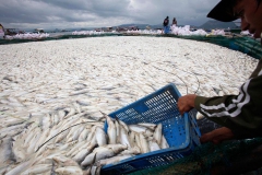 Рабочие собирают белянку, известную в этом районе как бангус, после того как тысячи рыб плавали в озере Таал в провинции Батанга