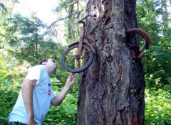 Изголодался: дерево в Америке съел слопало велосипед, ему понадобились для этого несколько десятилетий