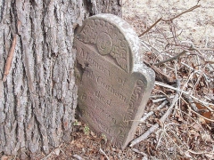 До смерти проголодался: Это надгробие восемнадцатого века стало частью ствола «хищного» дерева.