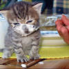 КотЭ