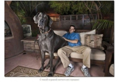 Самой большой собакой в мире официально признан голубой дог Джордж из штата Аризона, США. 