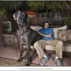 Самой большой собакой в мире официально признан голубой дог Джордж из штата Аризона, США. 