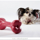 Самой крошечной собачкой в мире была признана чихуэхуа с милым прозвищем Бу-Бу. 