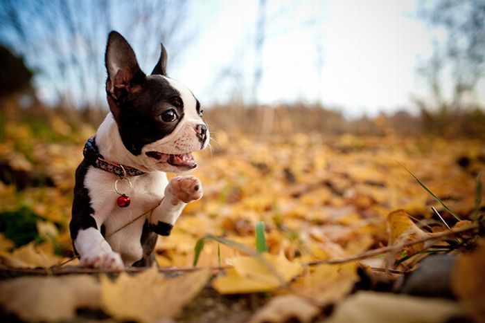 Собачки играются в листьях