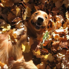 Собачки играются в листьях